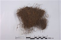 藏品(小葉鞭蘚)的圖片